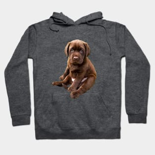 Chocolate Labrador Retriever Puppy Dog Hoodie